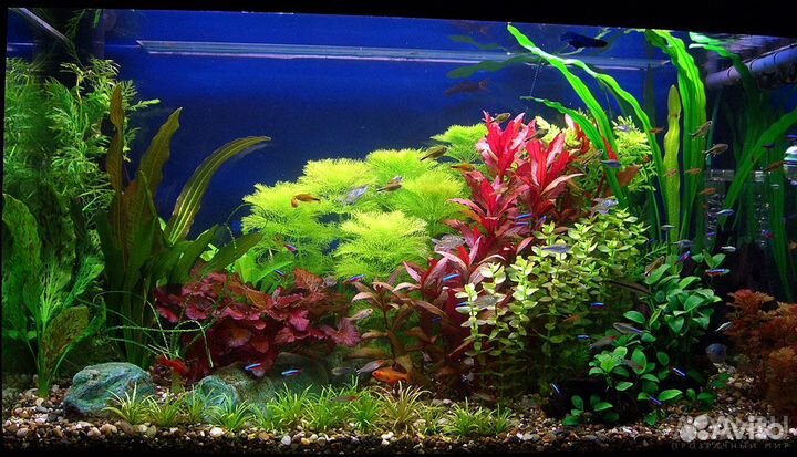 Аквариумные растения. Аквариум. Рыбки. Сифон. Фон