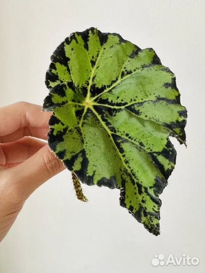 Отдам бесплатно бегонию