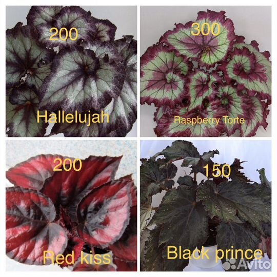 Бегонии декоративнолиственные