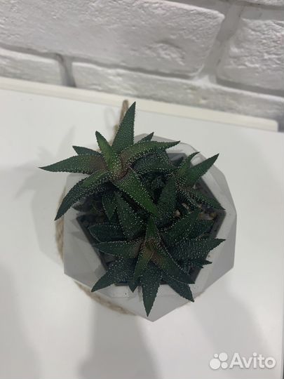 Хавортия с кашпо