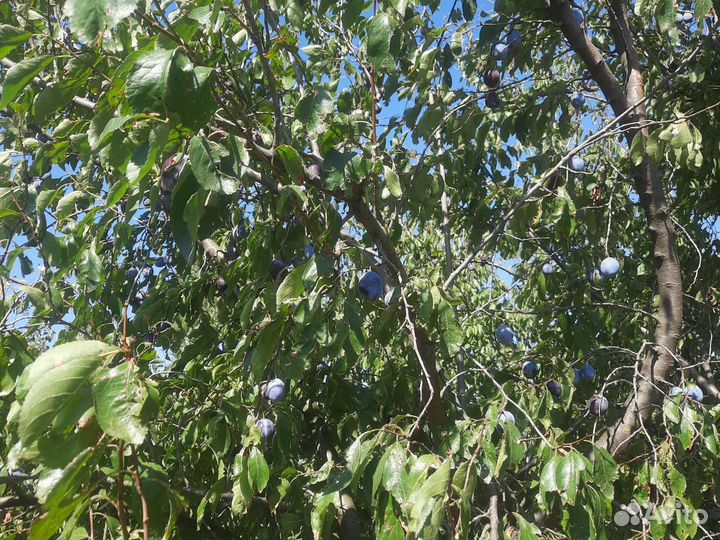 Слива стэнлэй