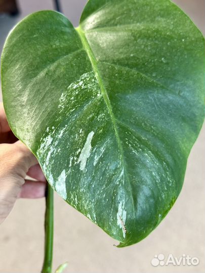 Монстера вариегатная альба