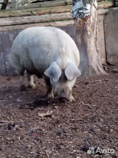 Продам хряка венгерский (пуховый) мангалец