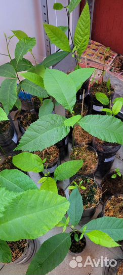 Саженцы ореха пекан