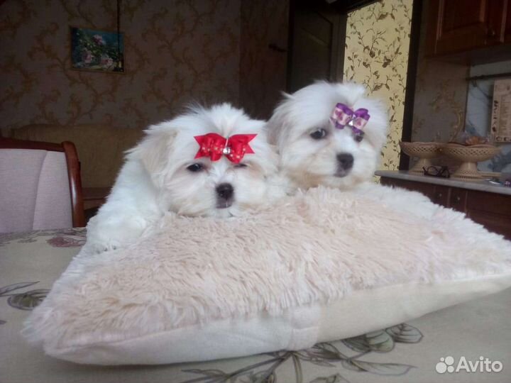 Мальтезе парень