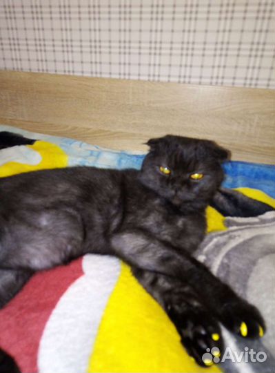Британский вислаухий кот