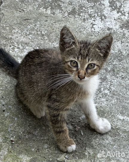 Милый котенок, мальчик