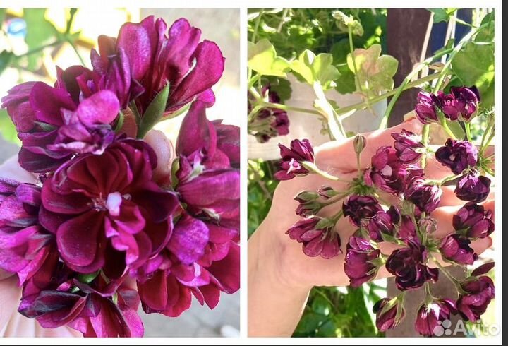 Пеларгония сортовая плющевидная (герань)