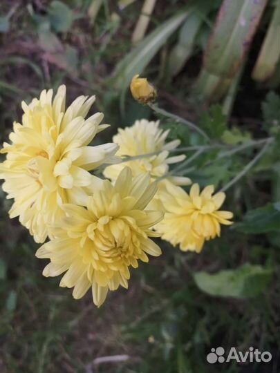 Хризантема