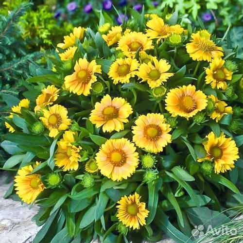 Многолетние цветы рассада