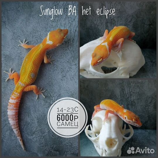 Эублефары 2023