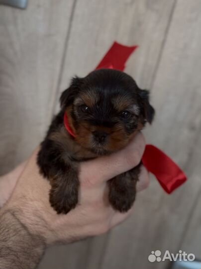 Йоркширский терьер щенки