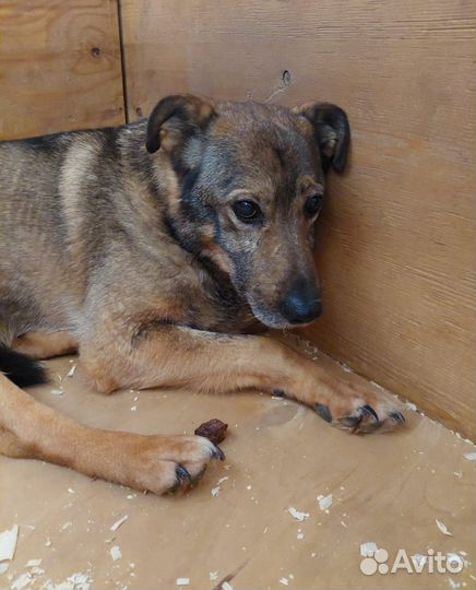 Одинокая собачка