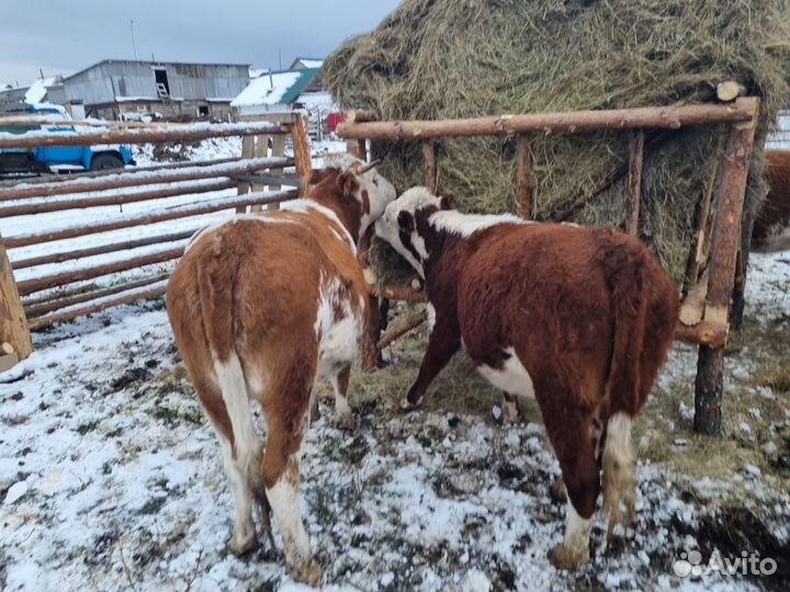 Телки нетели