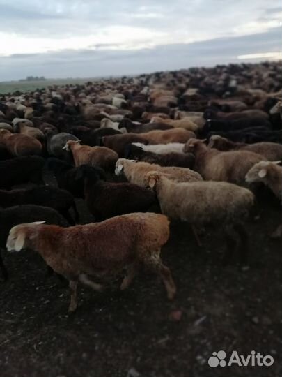 Баранов бычков