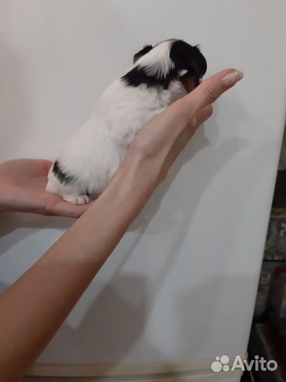 Щенок бивера