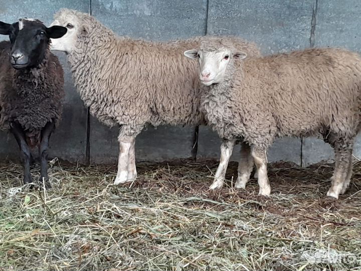 Овцы бараны