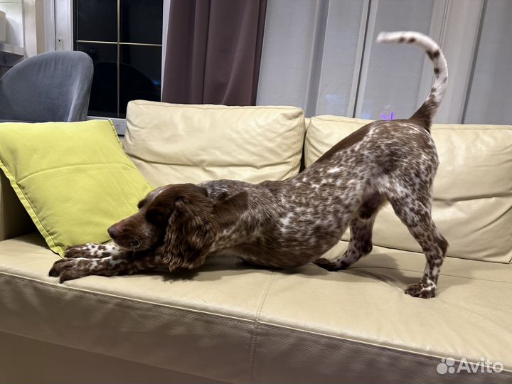 Русский спаниель вязка