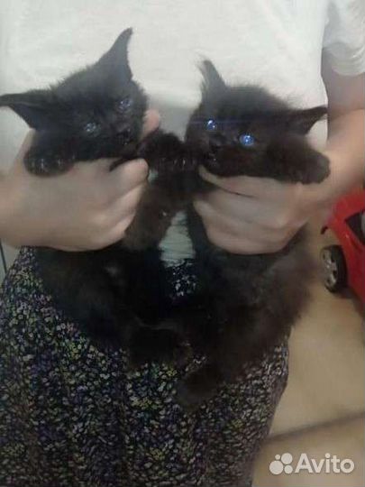 Котята в добрые руки 1 месяц