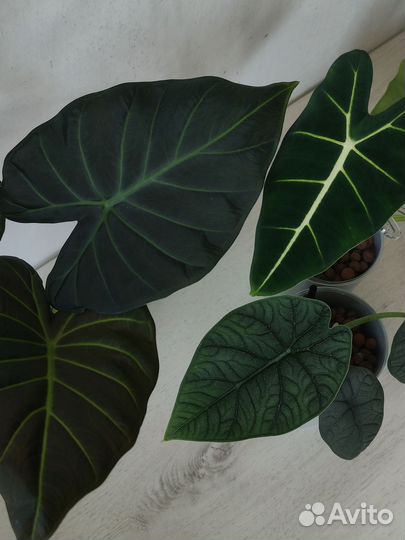 Сциндапсусы и др. ароидные