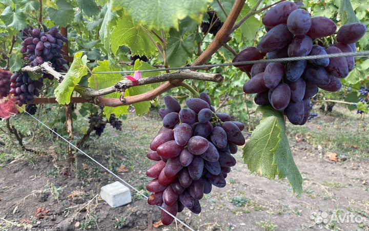 Продажа саженцев винограда