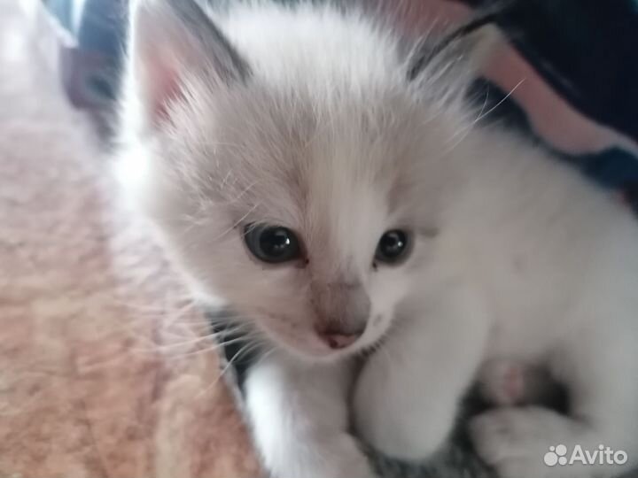Домашние животные котята