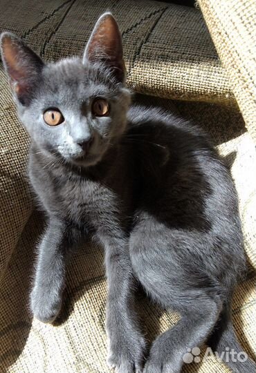 Котята ищут себе новый дом