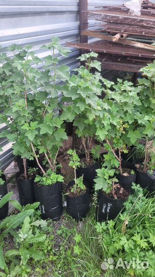 Смородина красная голландская