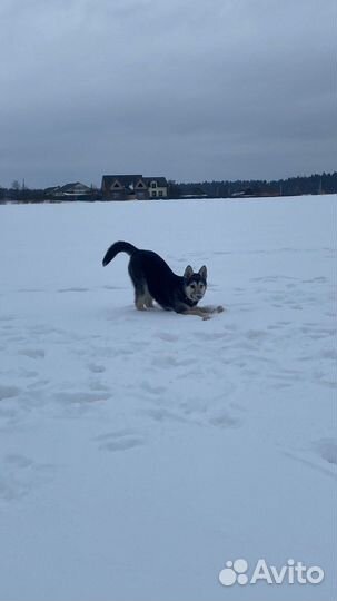 Метис хаски