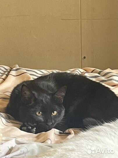 Котёнок