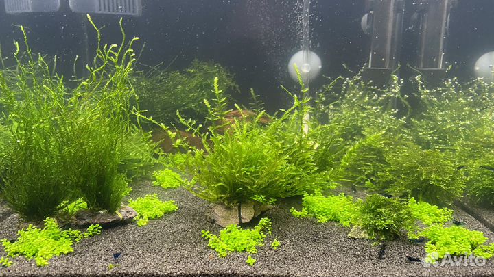 Аквариумные растения и мох