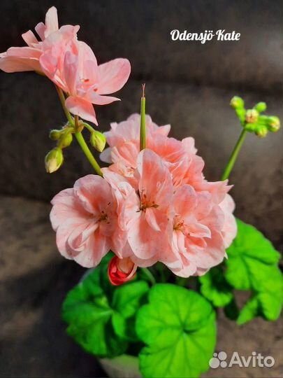 Пеларгония