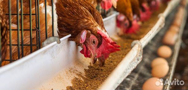 Корм для домашних и сх животных и птиц