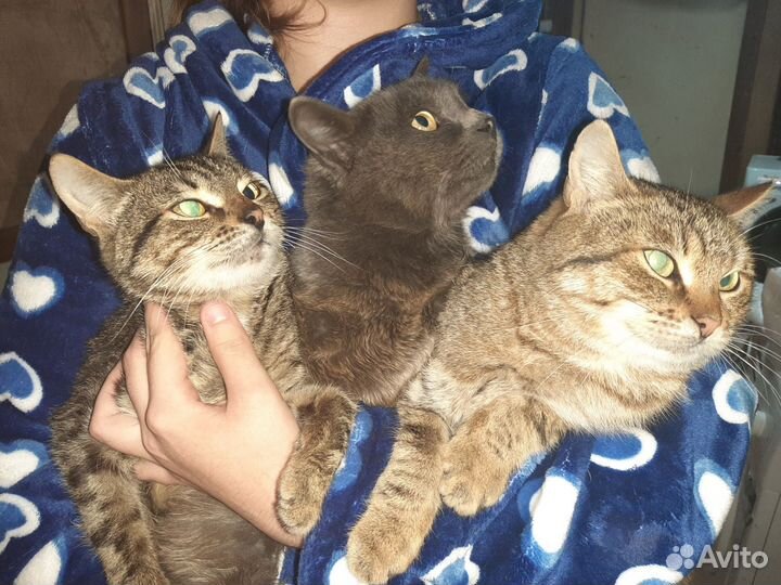 В добрые руки