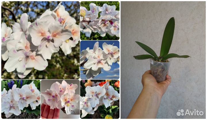 Орхидея бабочки азиатские нецветущие