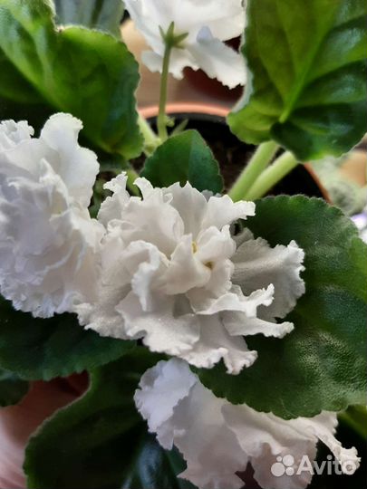 Фиалки сортовые(листики, детки, стартеры)