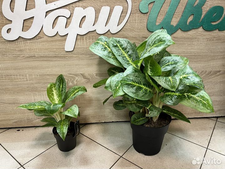 Аглаонема милки вей