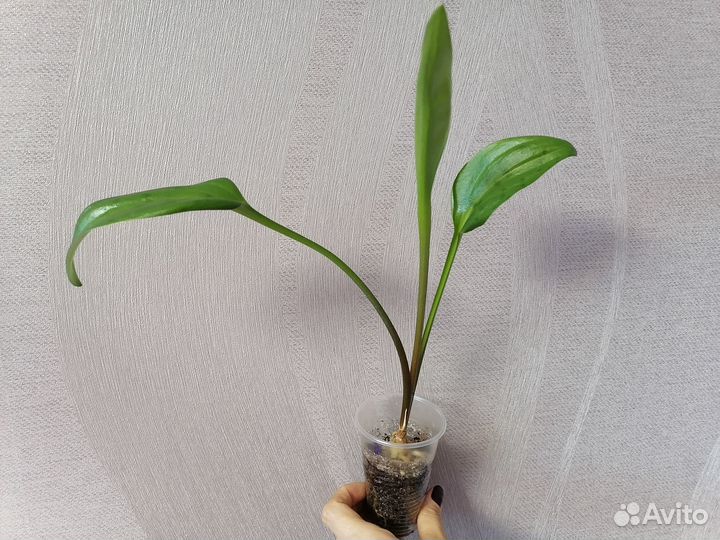 Дримиопсис макулата,колеусы,седум, Аглаонема