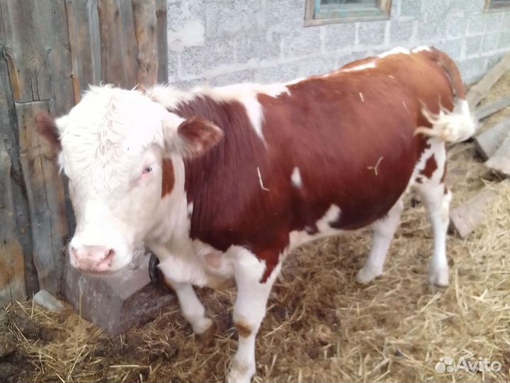 Продам быков