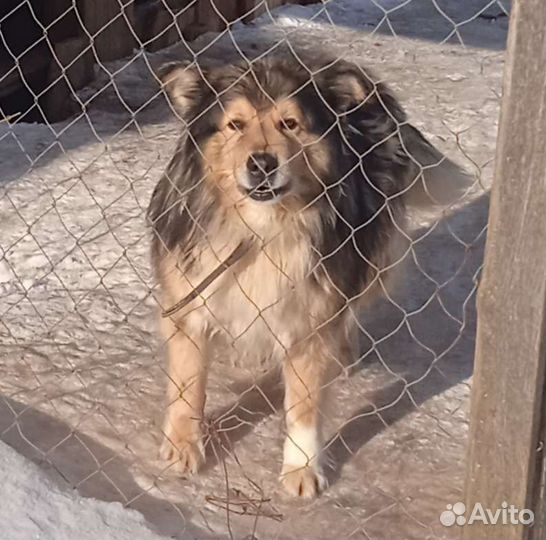 Собака отдам бесплатно