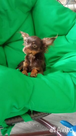 Мини той-терьер вязка