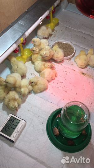 Цыплята бройлеры