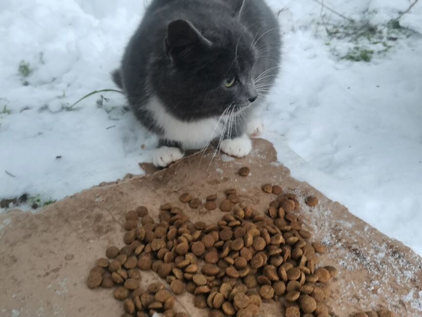 Котенок в добрые руки даром