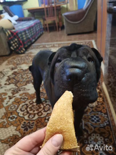 Шарпей девочка вязка