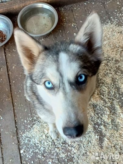 Хаски в добрые руки