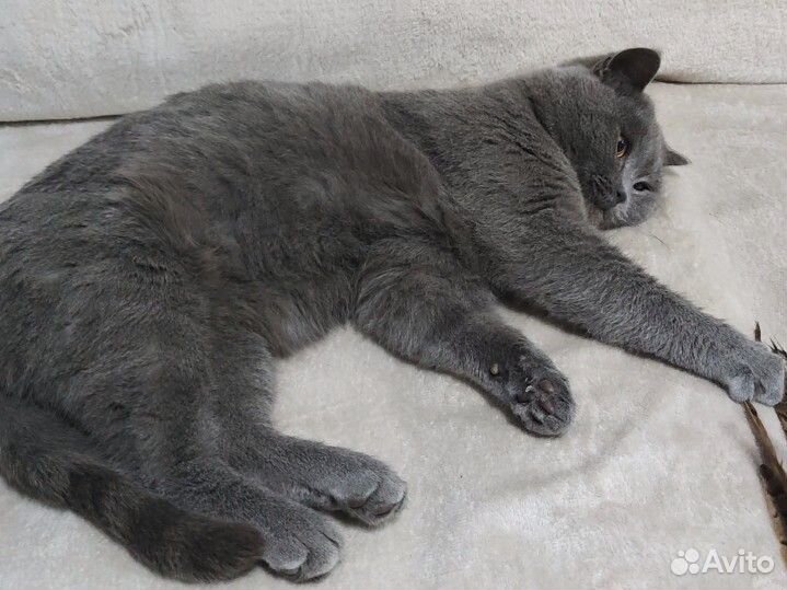 Шотландский прямоухий кот вязка