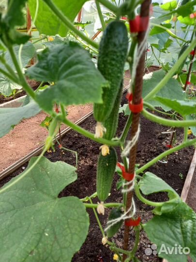 Свежие огурчики