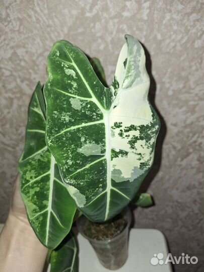 Алоказия Фрайдек вар