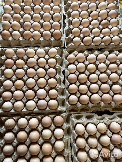 Цыплята кучинская юбилейная суточные и подрощенные