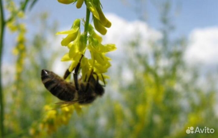 2023 года Мед Алтайский опт